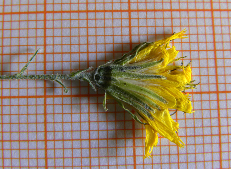 <i>Hieracium cornuscalae</i> Gottschl.