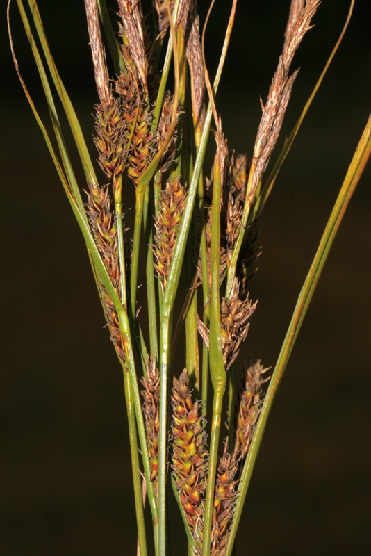 <i>Carex lasiocarpa</i> Ehrh.