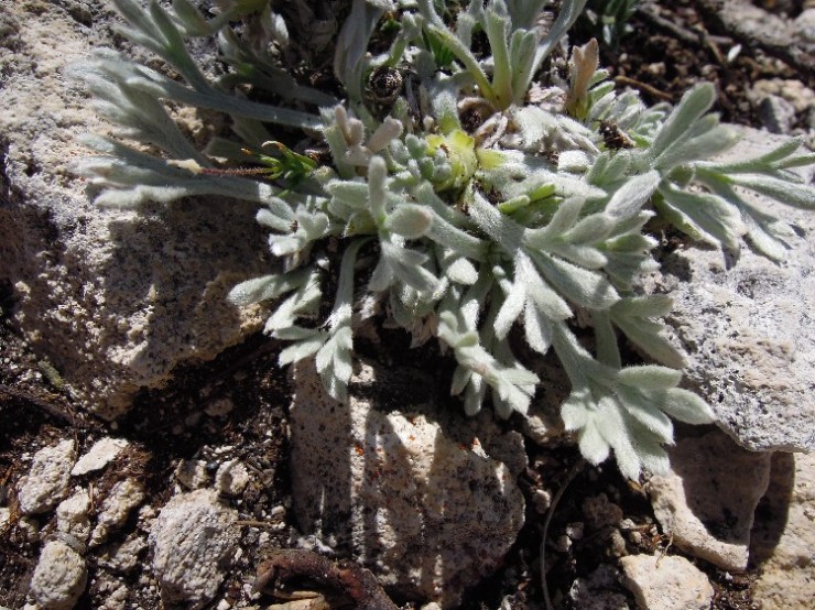 <i>Artemisia eriantha</i> Ten.