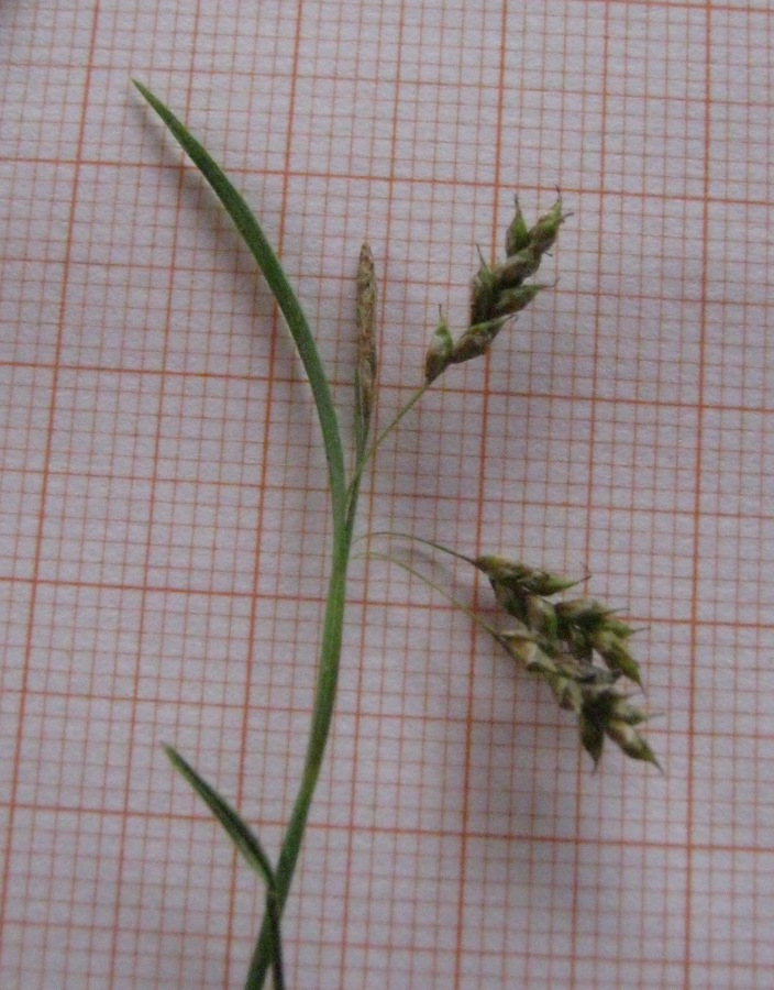 <i>Carex capillaris</i> L. subsp. <i>capillaris</i>
