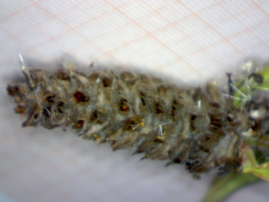 <i>Prunella vulgaris</i> L. subsp. <i>vulgaris</i>