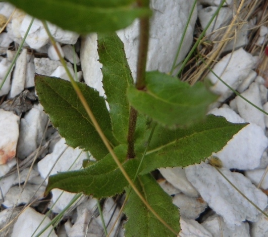 <i>Hieracium picroides</i> Vill.