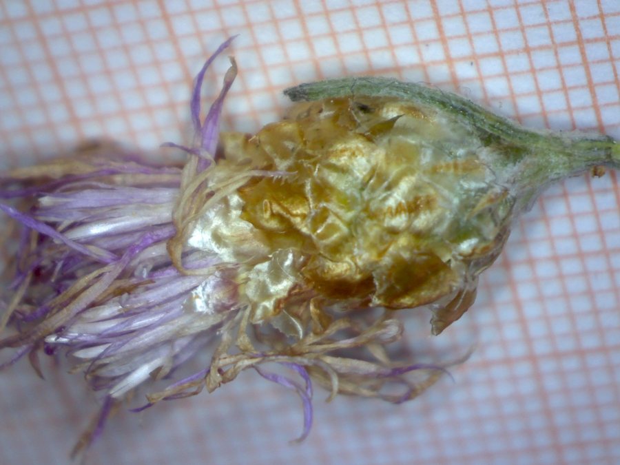 <i>Centaurea jacea</i> L.