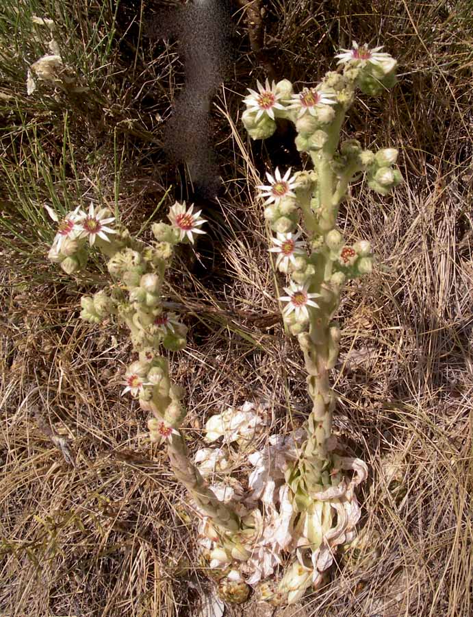 <i>Sempervivum calcareum</i> Jord.