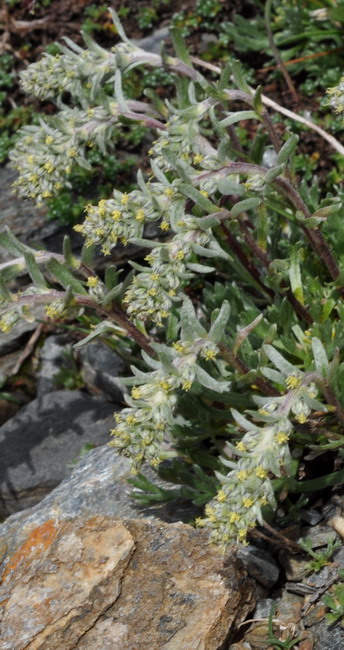 <i>Artemisia genipi</i> Weber ex Stechm.
