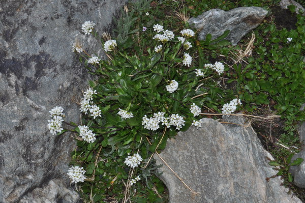<i>Arabis soyeri</i> Reut. & A.Huet subsp. <i>subcoriacea</i> (Gren.) Breistr.