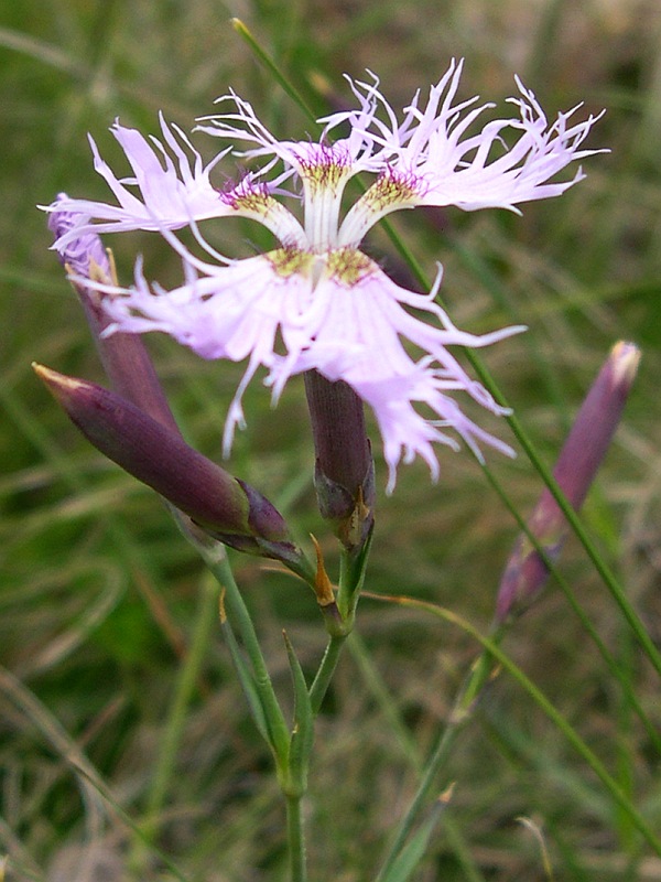 <i>Dianthus superbus</i> L. subsp. <i>alpestris</i> (R.Uechtr.) Kablík. ex Čelak.