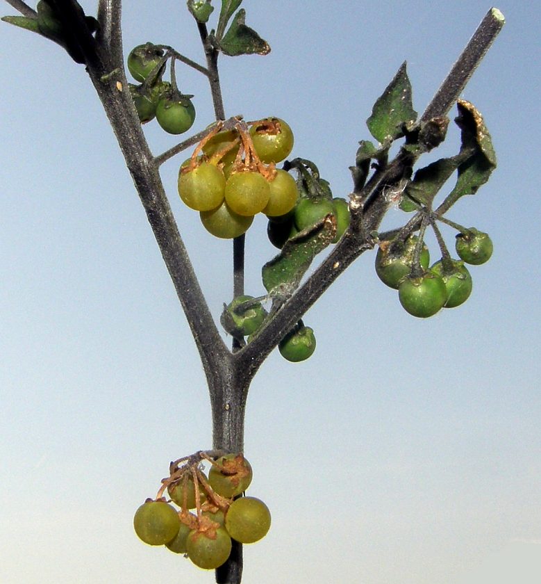 <i>Solanum nigrum</i> L.