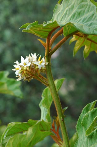 Solanum 4.jpg