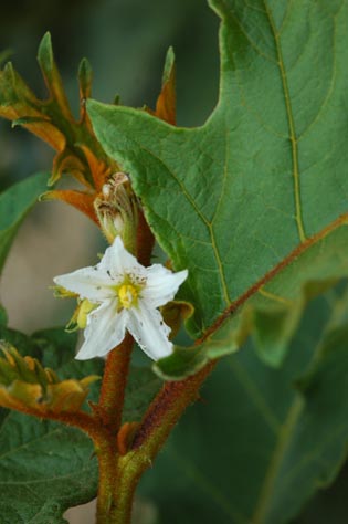 Solanum 5.jpg