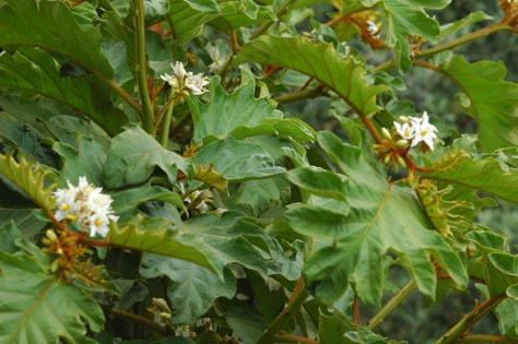 Solanum 7.jpg