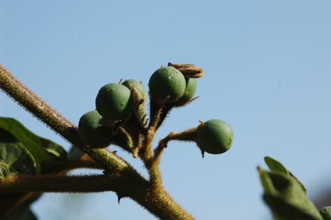 Solanum 8.jpg