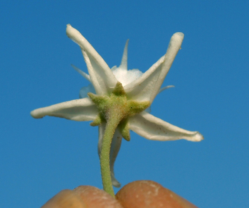 <i>Cynanchum acutum</i> L. subsp. <i>acutum</i>