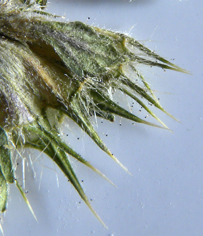 <i>Galeopsis pubescens</i> Besser