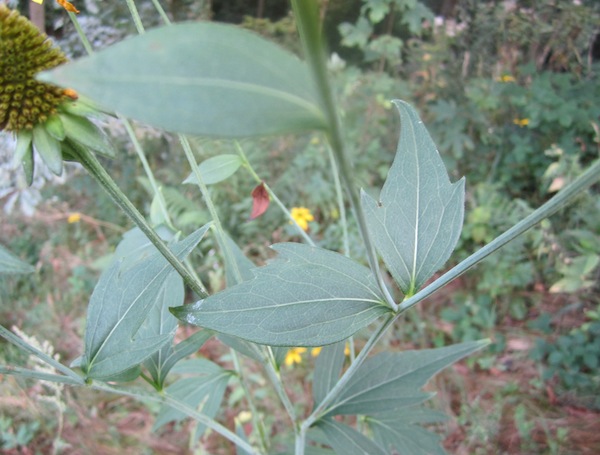 <i>Rudbeckia laciniata</i> L.