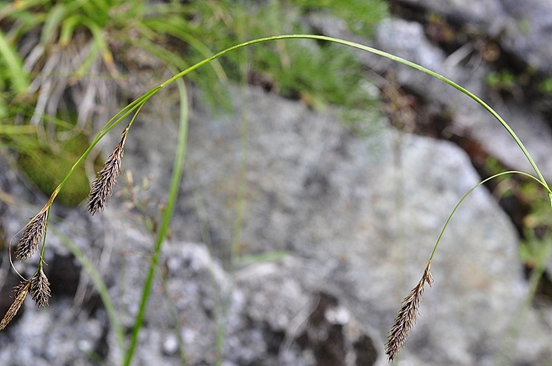 <i>Carex frigida</i> All.