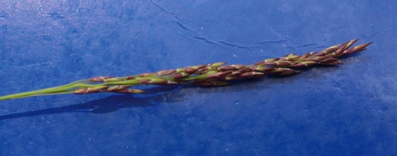 <i>Molinia caerulea</i> (L.) Moench