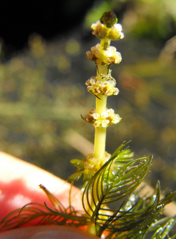 15 - Myriophyllum spicatum.jpg
