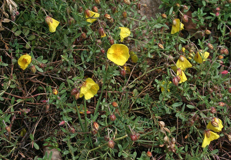 <i>Helianthemum croceum</i> (Desf.) Pers.