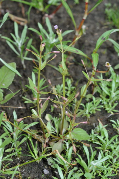 <i>Lindernia procumbens</i> (Krocker) Philcox