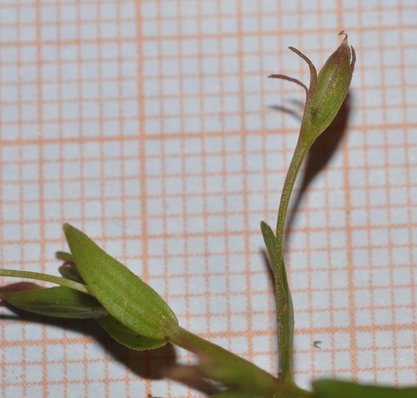 <i>Lindernia procumbens</i> (Krocker) Philcox