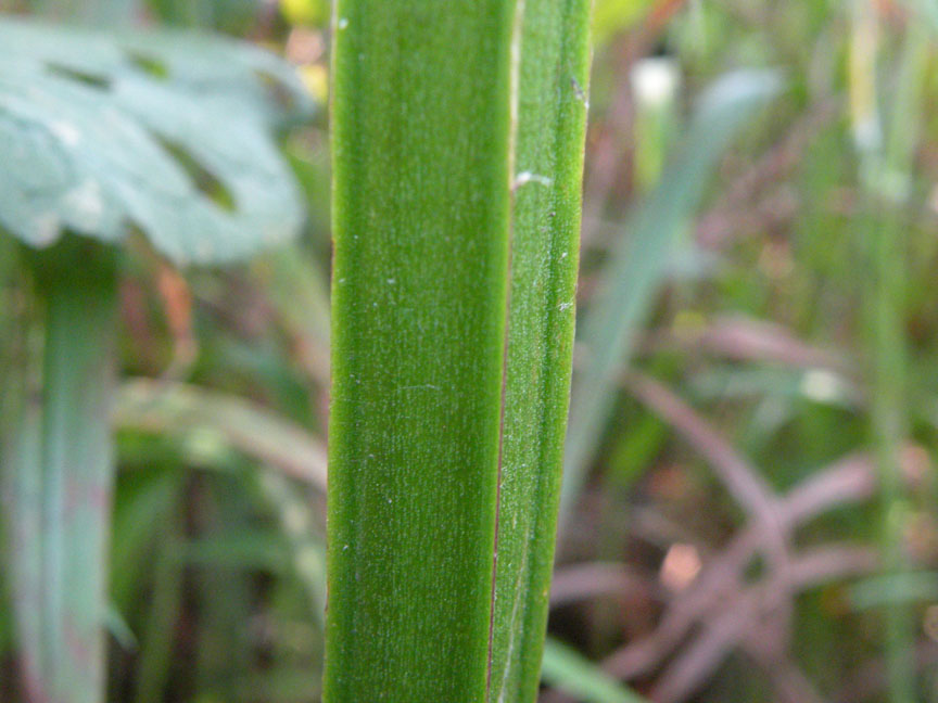 <i>Scrophularia auriculata</i> L. subsp. <i>auriculata</i>