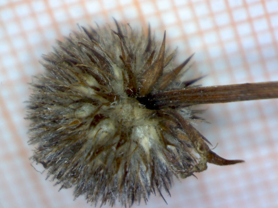 <i>Globularia bisnagarica</i> L.
