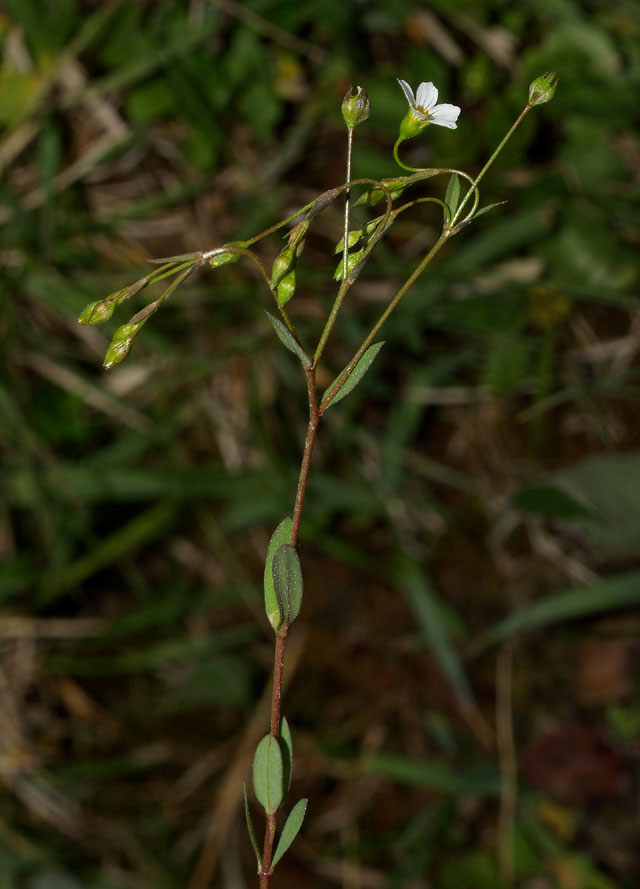 <i>Linum catharticum</i> L. subsp. <i>suecicum</i> Hayek