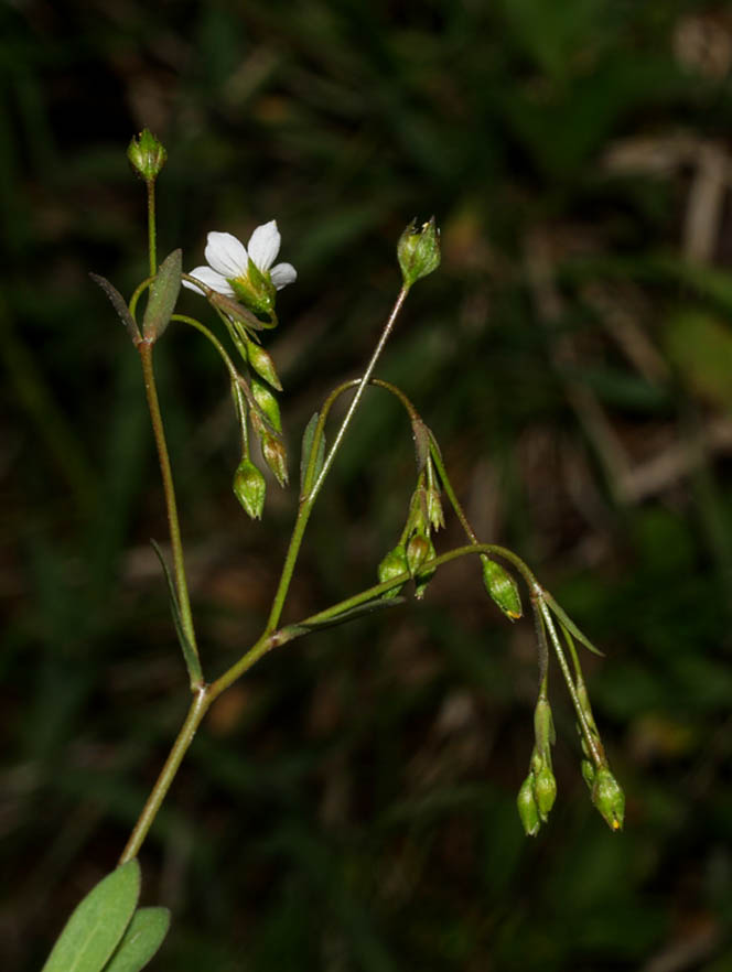 <i>Linum catharticum</i> L. subsp. <i>suecicum</i> Hayek