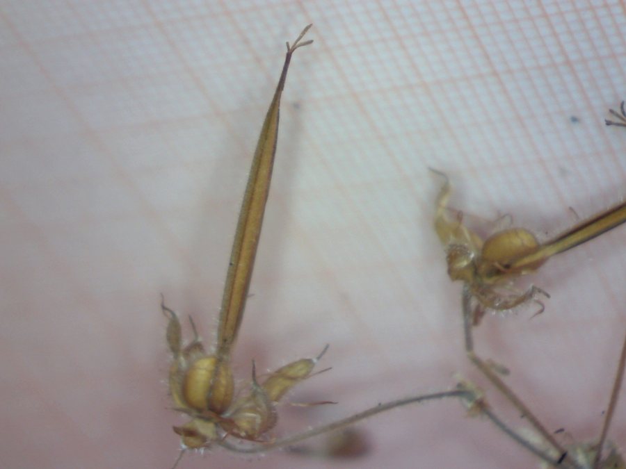<i>Geranium sylvaticum</i> L.