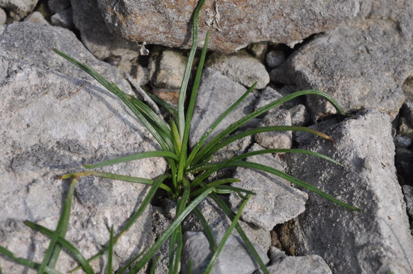 <i>Littorella uniflora</i> (L.) Asch.