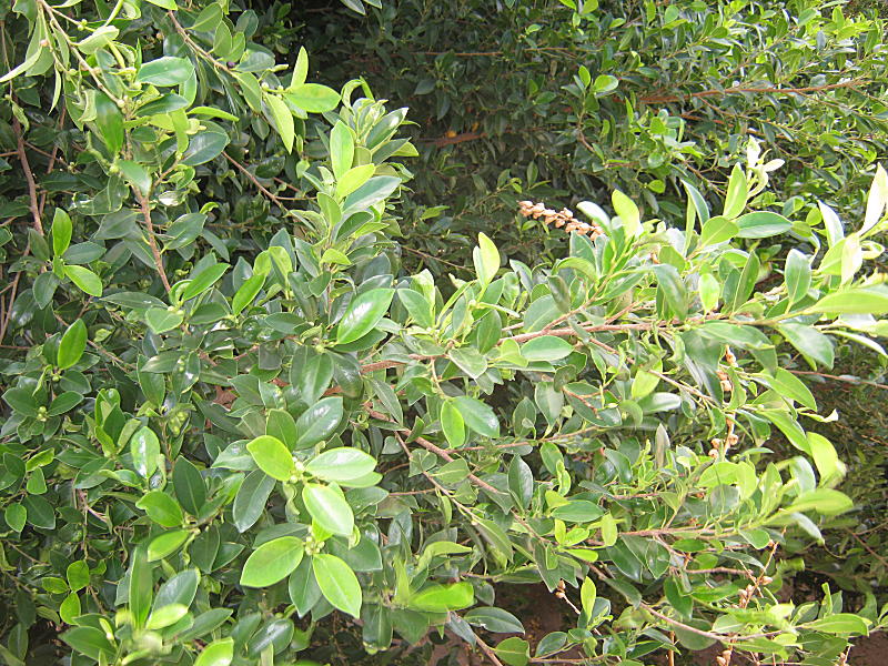 <i>Ficus microcarpa</i> L.f.