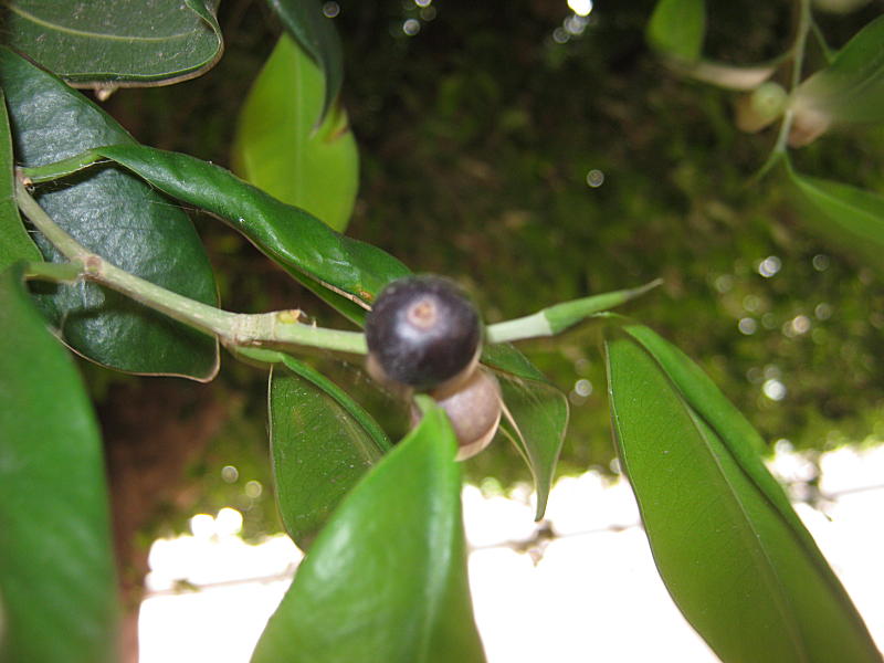 <i>Ficus microcarpa</i> L.f.