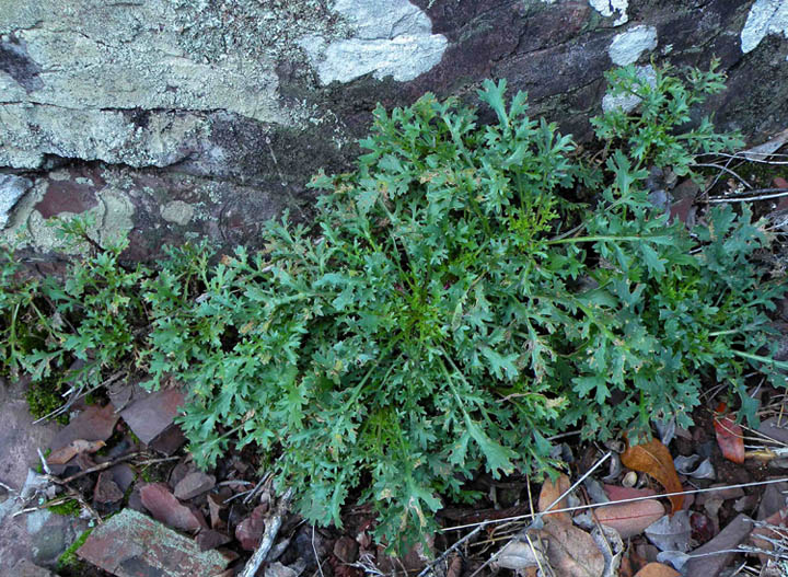 <i>Leucanthemum ligusticum</i> Marchetti, R.Bernardello, Melai & Peruzzi