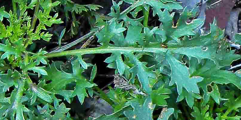 <i>Leucanthemum ligusticum</i> Marchetti, R.Bernardello, Melai & Peruzzi