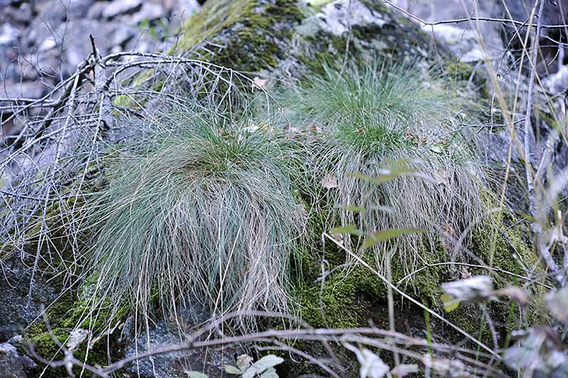<i>Festuca ovina</i> L. subsp. <i>guestfalica</i> (Boenn. ex Rchb.) K.Richt.
