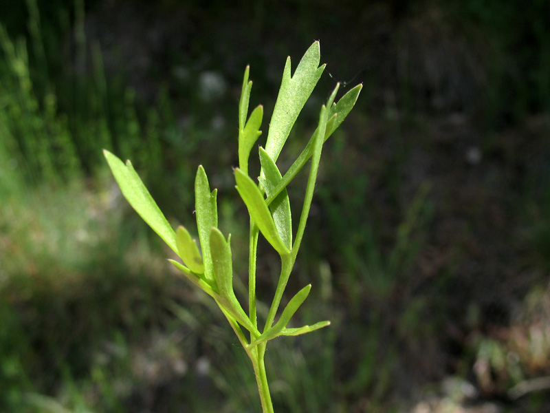 <i>Ranunculus arvensis</i> L.
