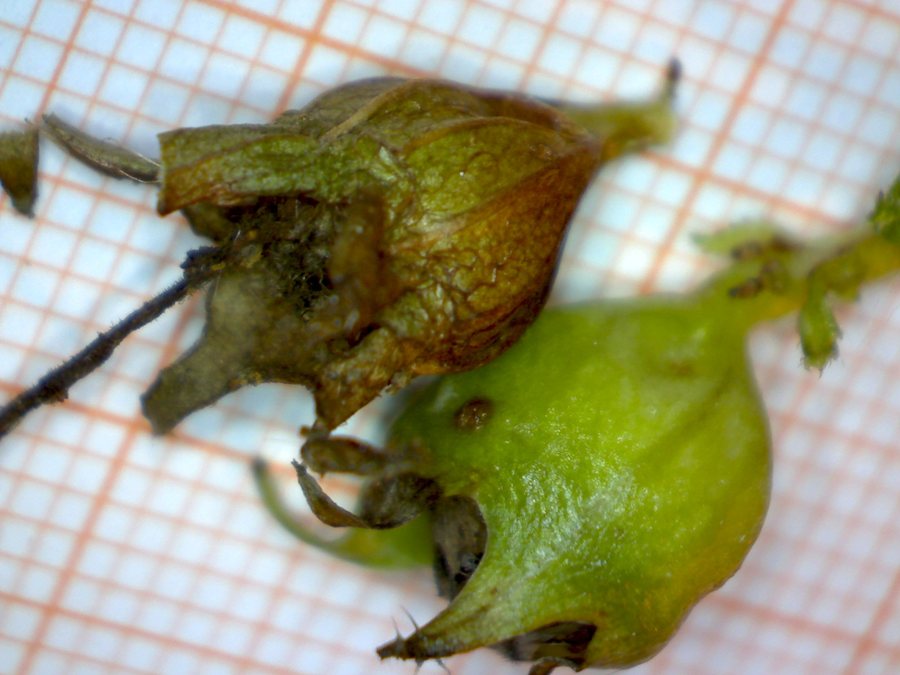 <i>Campanula trachelium</i> L. subsp. <i>trachelium</i>