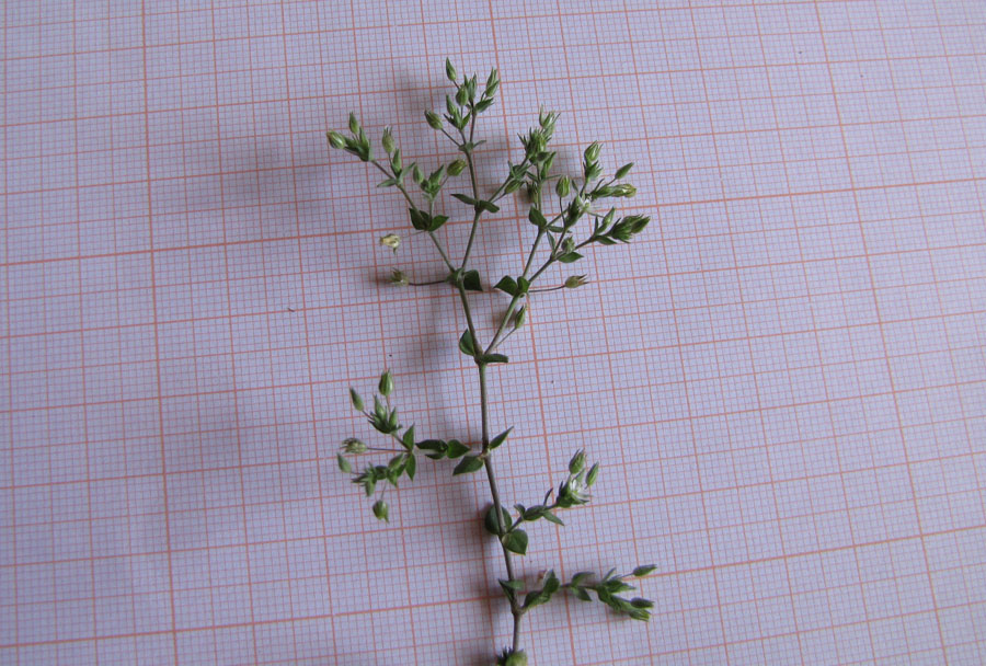 Arenaria serpyllifolia L. subsp. serpyllifolia 6.jpg