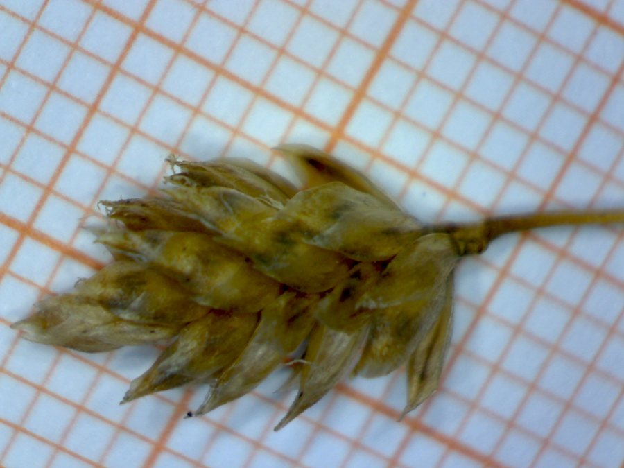 <i>Oreochloa disticha</i> (Wulfen) Link subsp. <i>disticha</i>