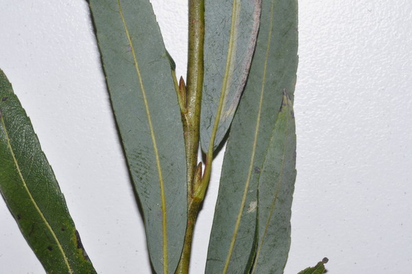 <i>Salix purpurea</i> L. subsp. <i>purpurea</i>
