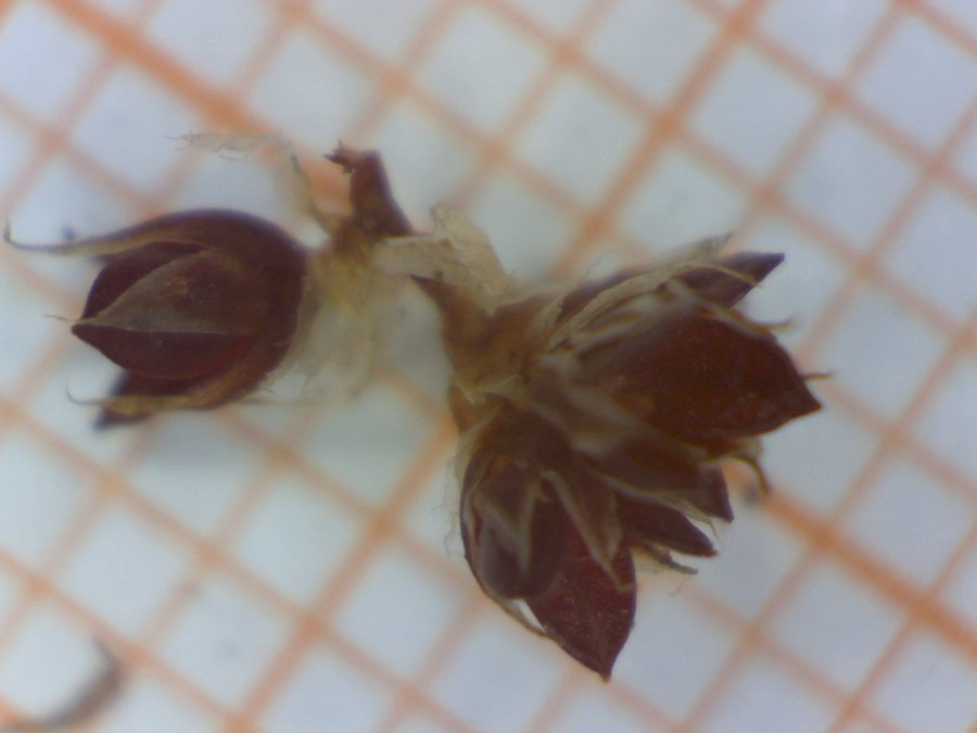 <i>Luzula spicata</i> (L.) DC. subsp. <i>spicata</i>