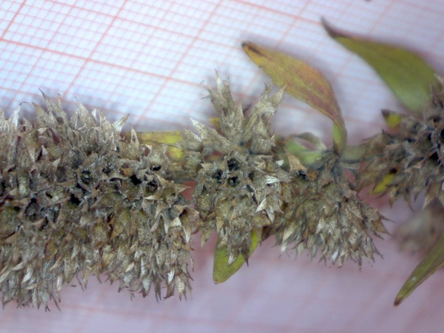 <i>Hyssopus officinalis</i> L. subsp. <i>officinalis</i>