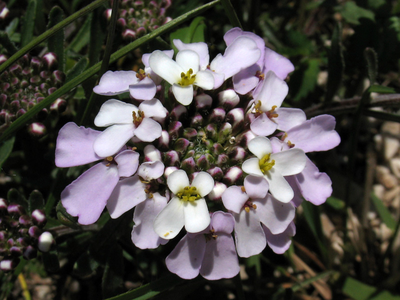 Iberis carnosa Willd. subsp. carnosa 1.jpg