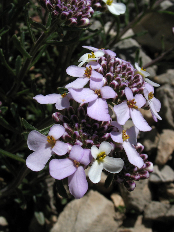 Iberis carnosa Willd. subsp. carnosa 5.jpg