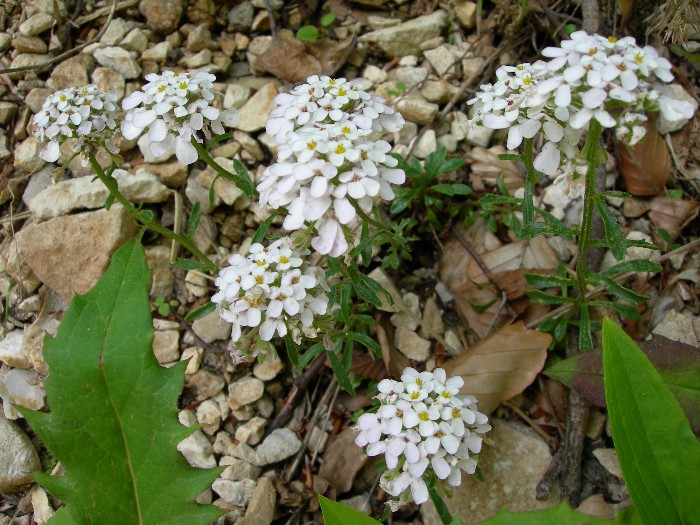 Iberis carnosa Willd. subsp. carnosa 7.jpg