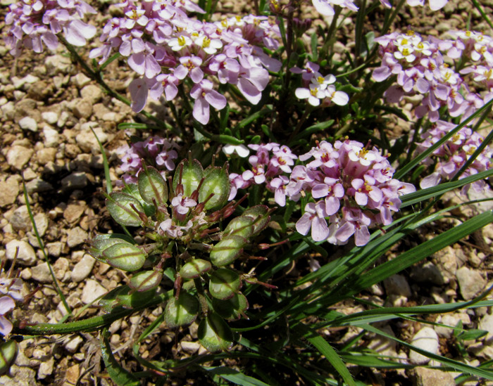 Iberis carnosa Willd. subsp. carnosa 9.jpg