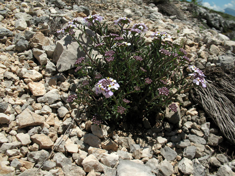 Iberis carnosa Willd. subsp. carnosa 11.jpg