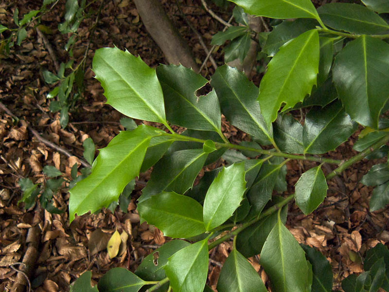 Ilex aquifolium foglie.jpg