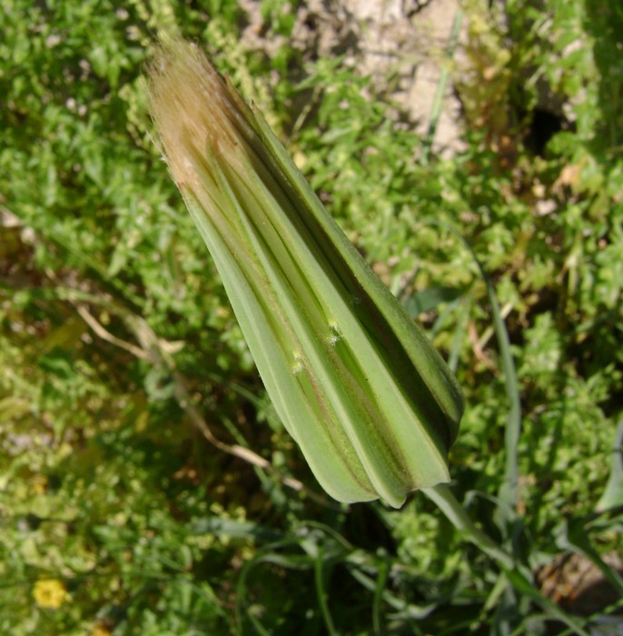 <i>Tragopogon porrifolius</i> L.